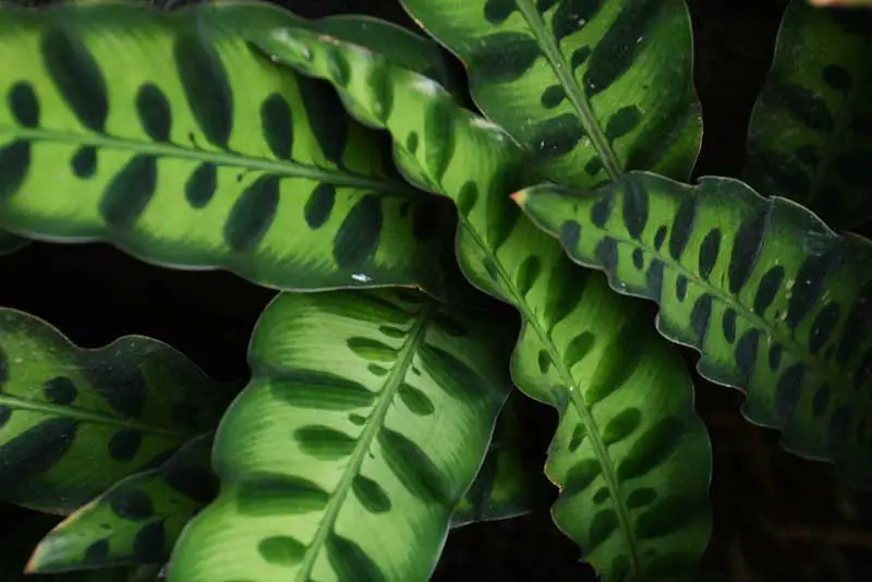 Rattlesnake Plant