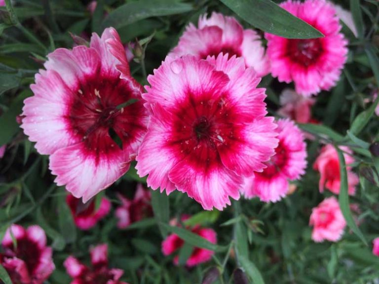 15 Different Types of Carnations (Dianthus) Garden Lovers Club