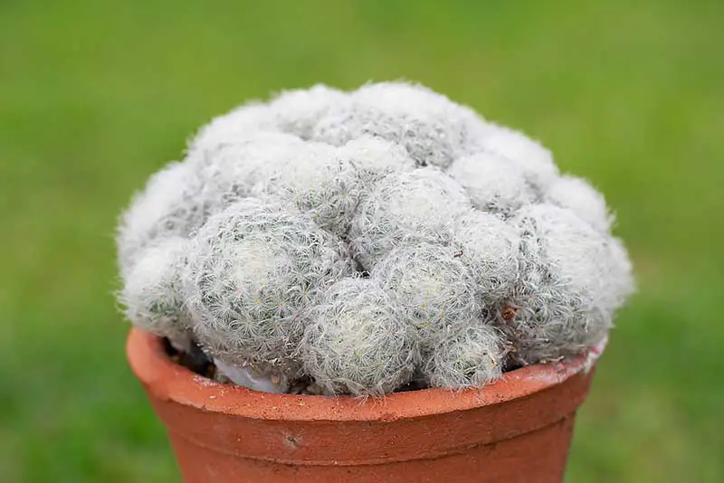 Thimble Cactus