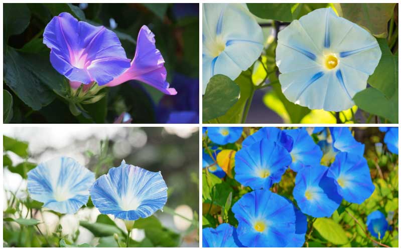 different morning glory types