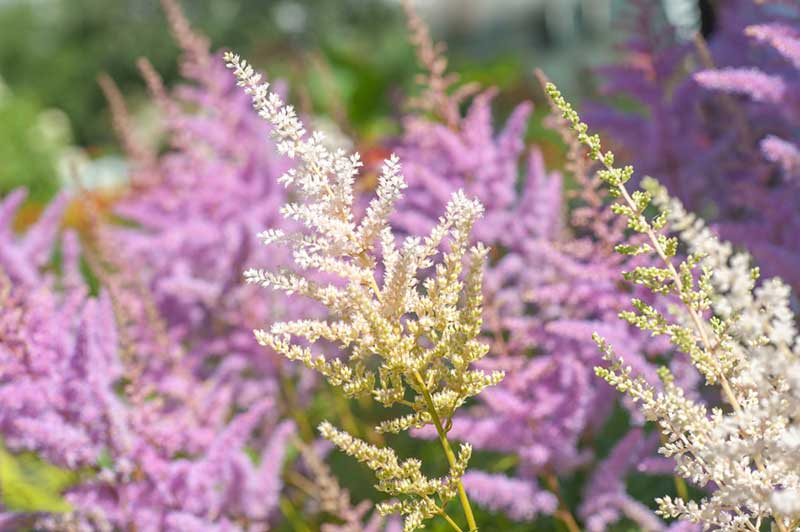 Astilbe