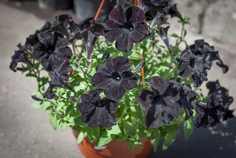 Black Velvet Petunia