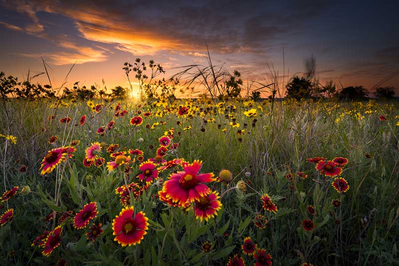 Blanket Flower