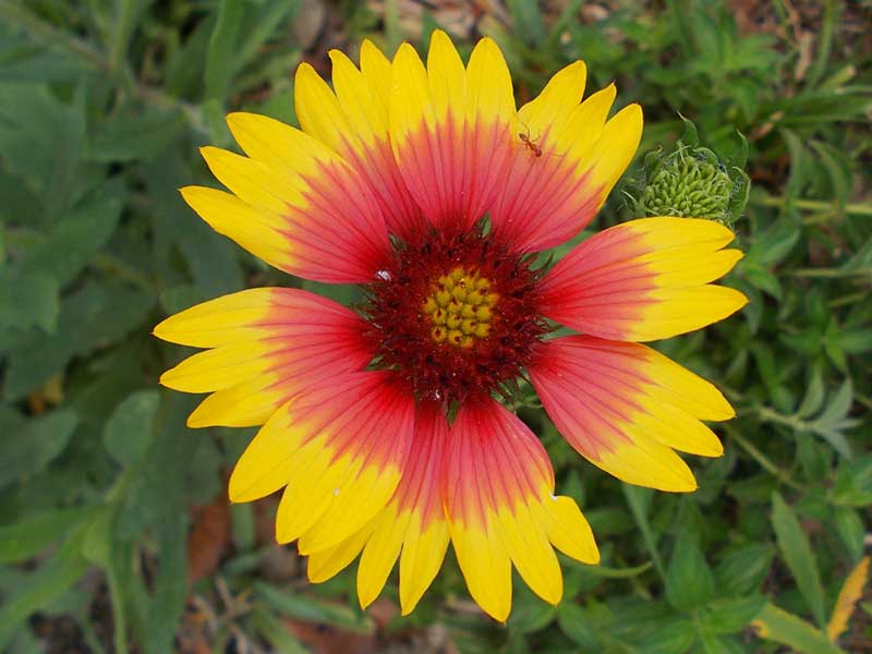 Blanket Flower