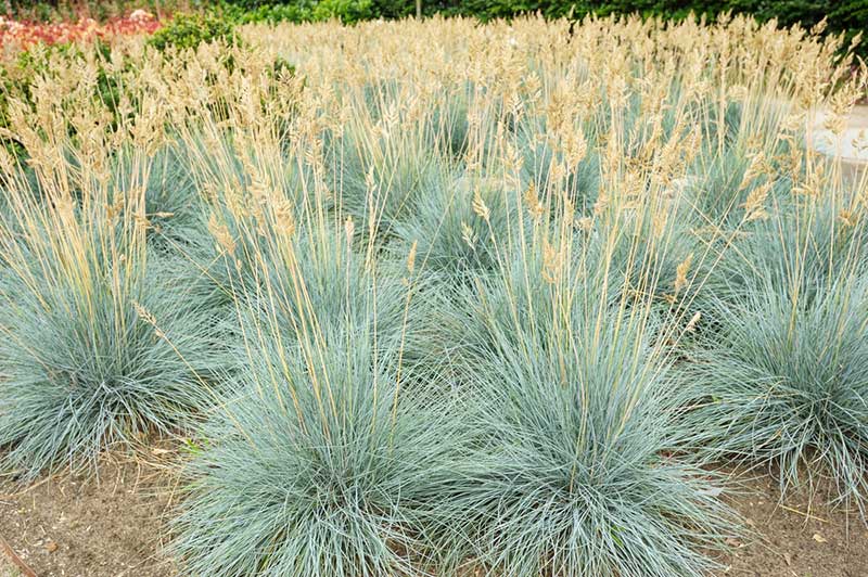 Blue Fescue Grass