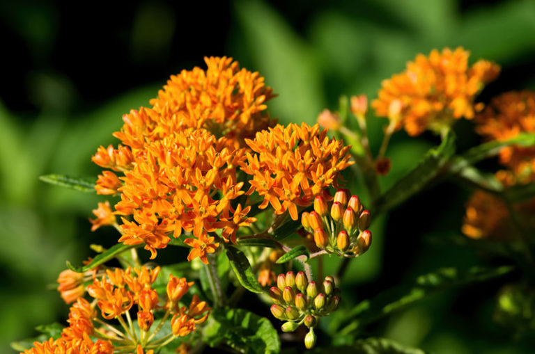 12 Best Salt-Tolerant Perennials - Garden Lovers Club