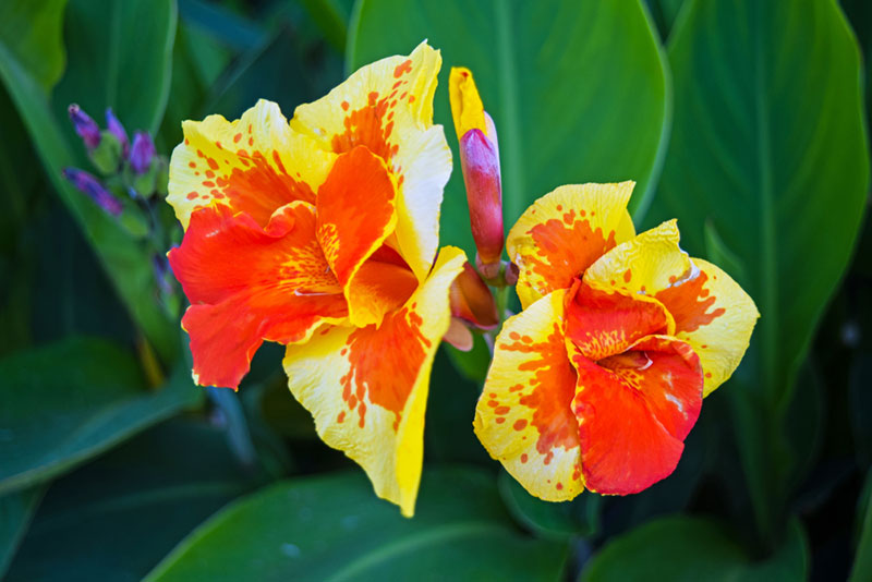 Cannas