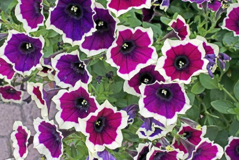16 Different Types of Petunias (Photos) Garden Lovers Club