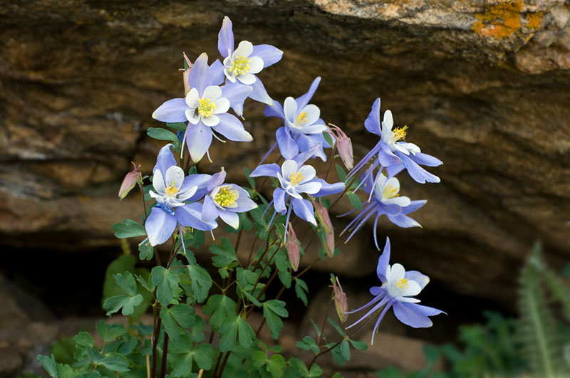 Columbine