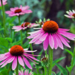 Coneflower