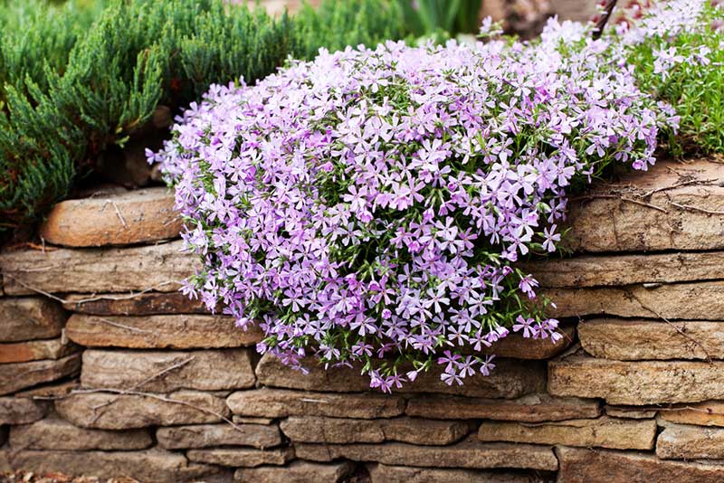 Creeping Phlox