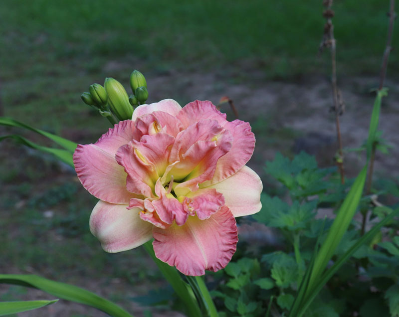 Daylilies