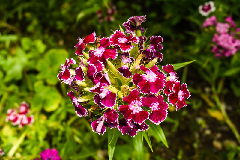 Dianthus