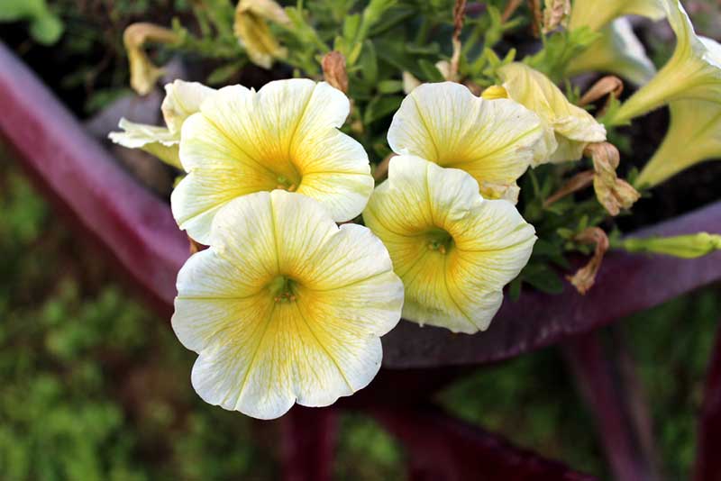 Easy Wave Yellow Petunia