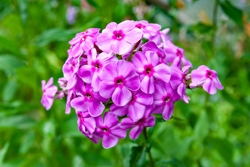 Garden Phlox