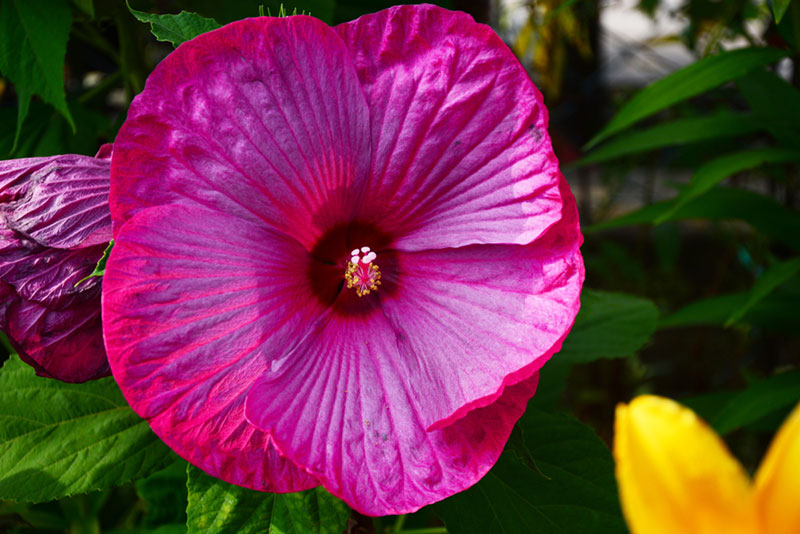 Hardy Hibiscus