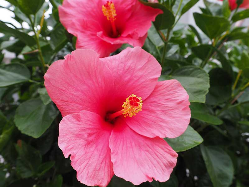 Hibiscus