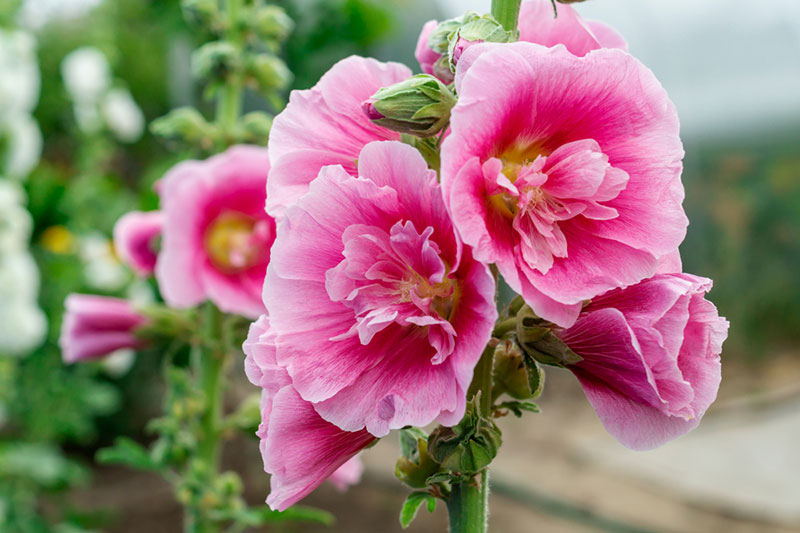 Hollyhock