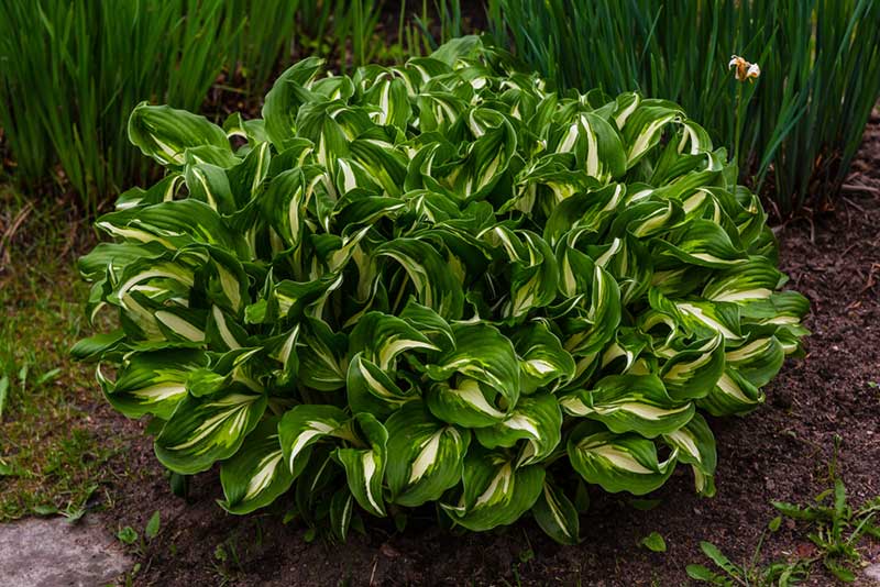 Hostas