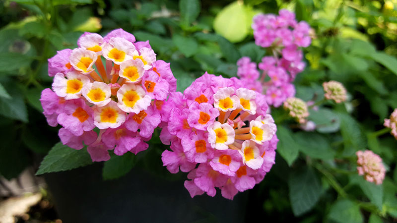 Lantana