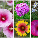 Different Michigan Perennials
