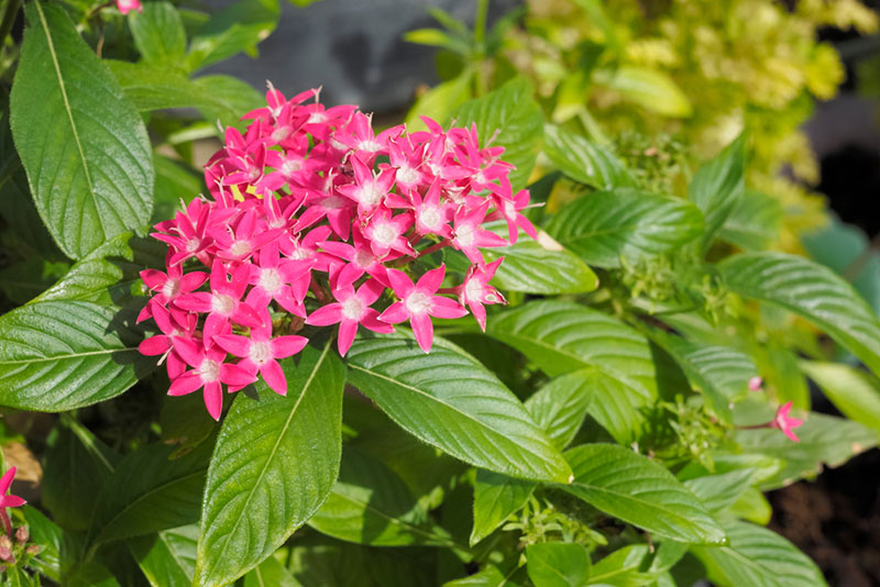 Pentas