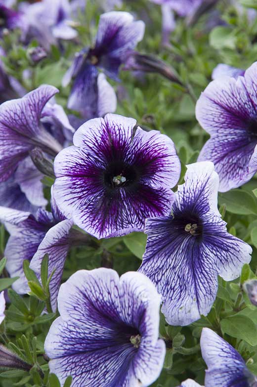 Petunia Purple Vein Ray