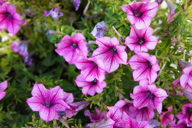 Potunia