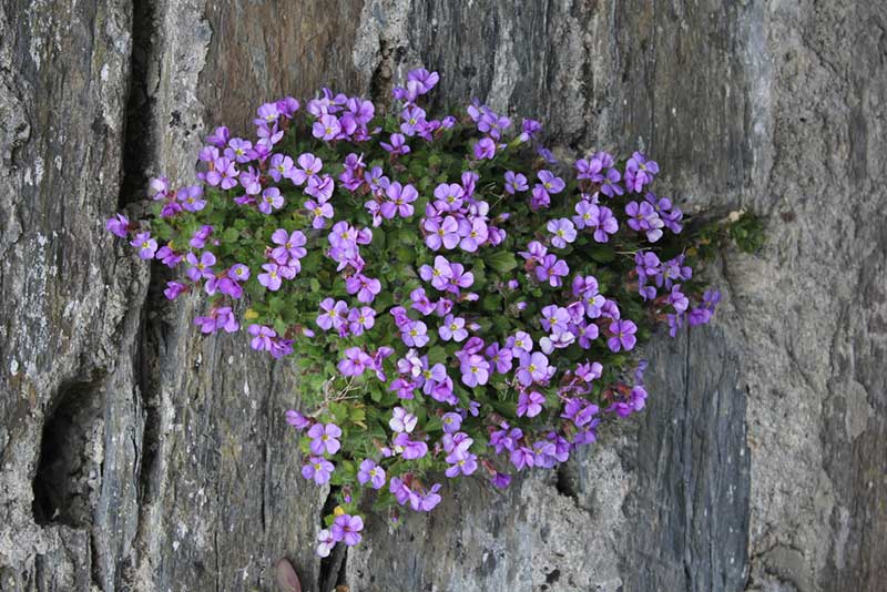 Rock Cress