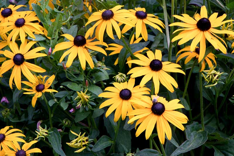 Rudbeckia