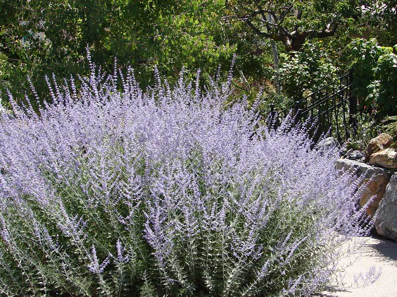 Russian Sage