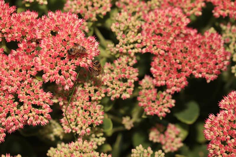 Sedum