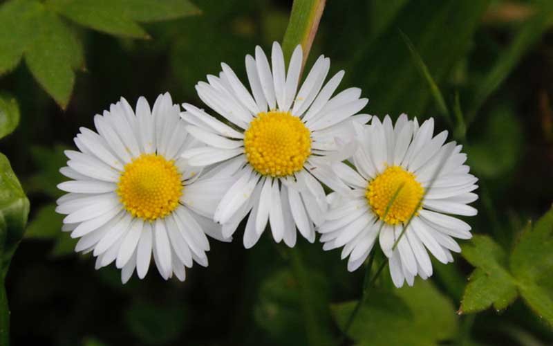 Shasta Daisy