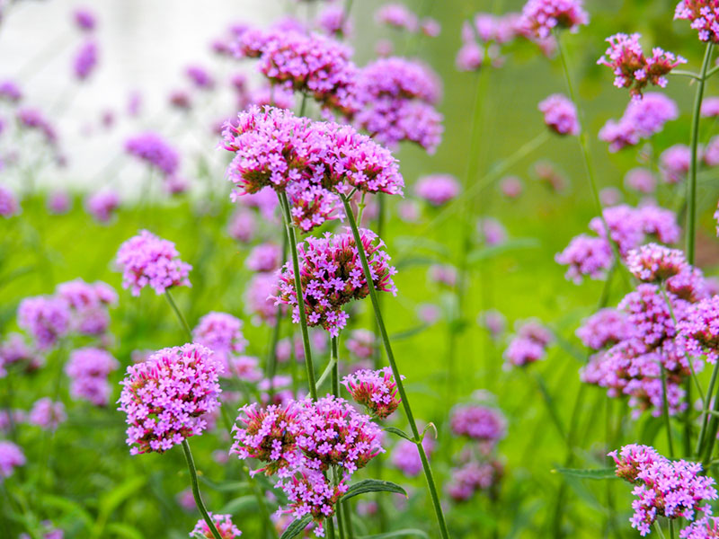 Verbena