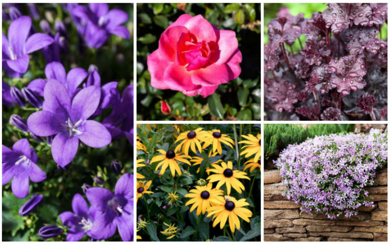 12 Best Salt-Tolerant Perennials - Garden Lovers Club