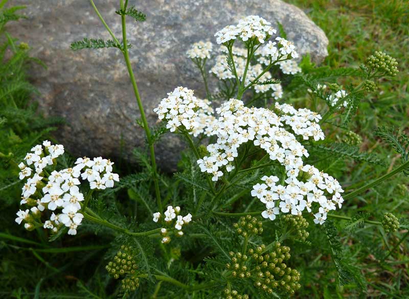 Yarrow