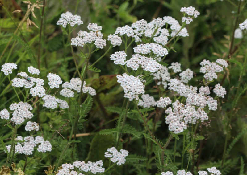 Achillea-(Yarrow)