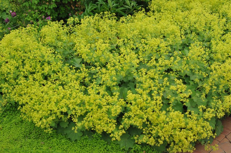 Alchemilla-(Lady's-Mantle)