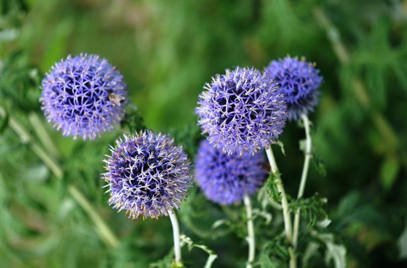 Allium-(Ornamental-Onion)