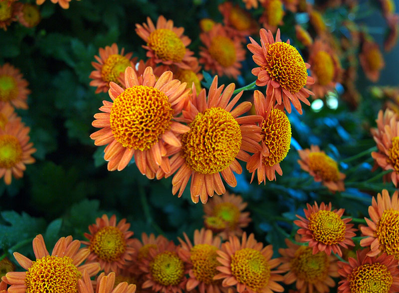 chrysanthemums