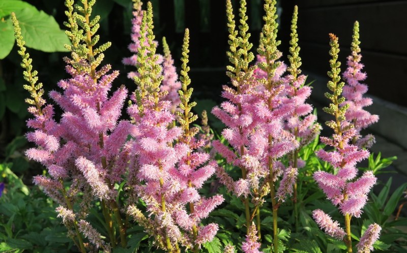 Astilbe-Arendsii