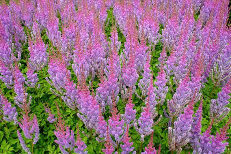 Astilbe-Chinensis