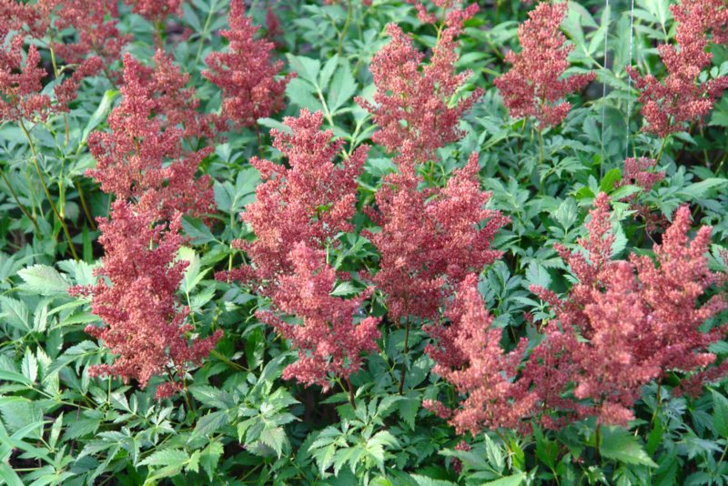 Astilbe-Japonica-'Montgomery'