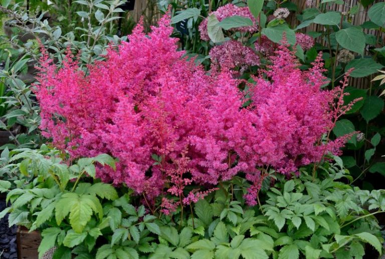 The Different Types of Astilbe (Photos & Growing Tips) - Garden Lovers Club