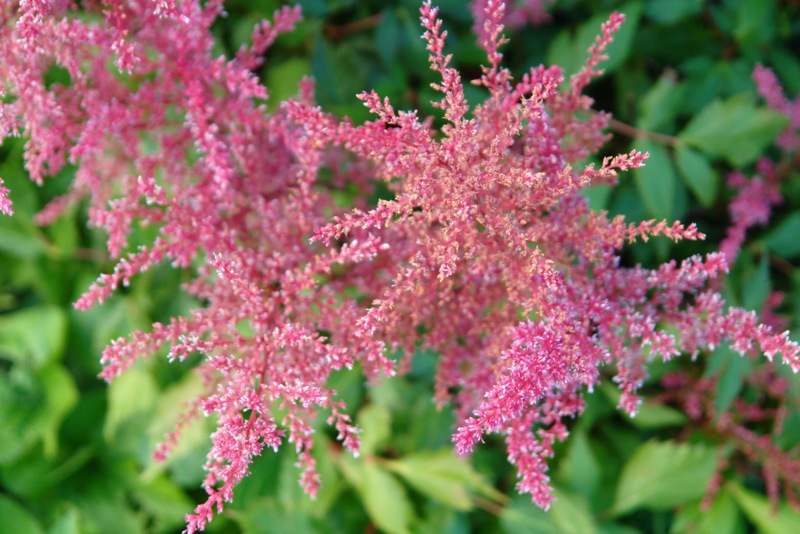 Astilbe-Simplicifolia-(Astilbe-sprite)