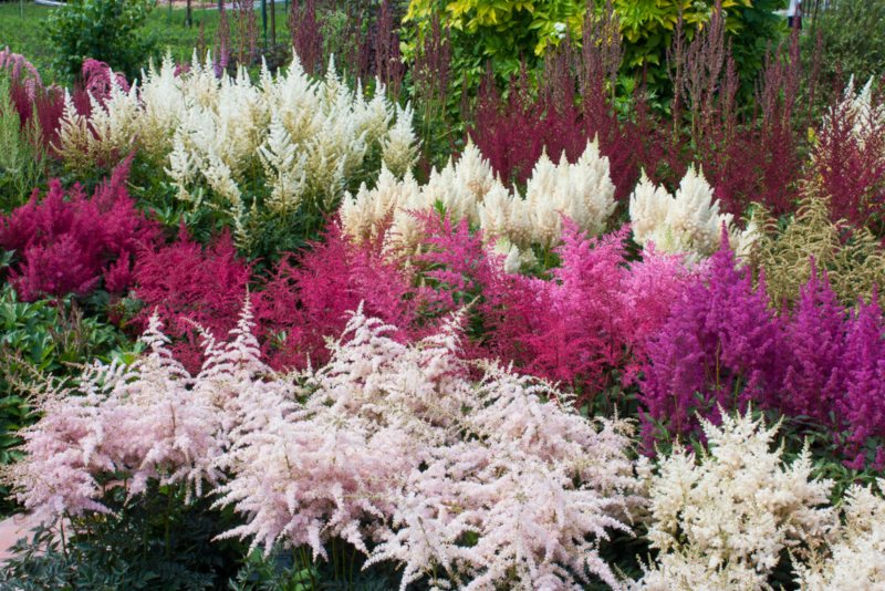 Astilbe