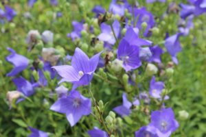 10 Fantastic Zone 3 Perennials - Garden Lovers Club