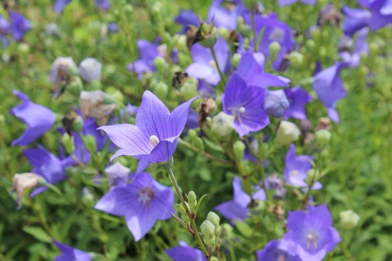 Balloon-flowers