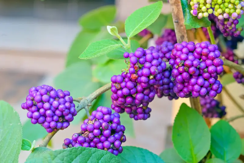 Beautyberry-(Callicarpa-americana)