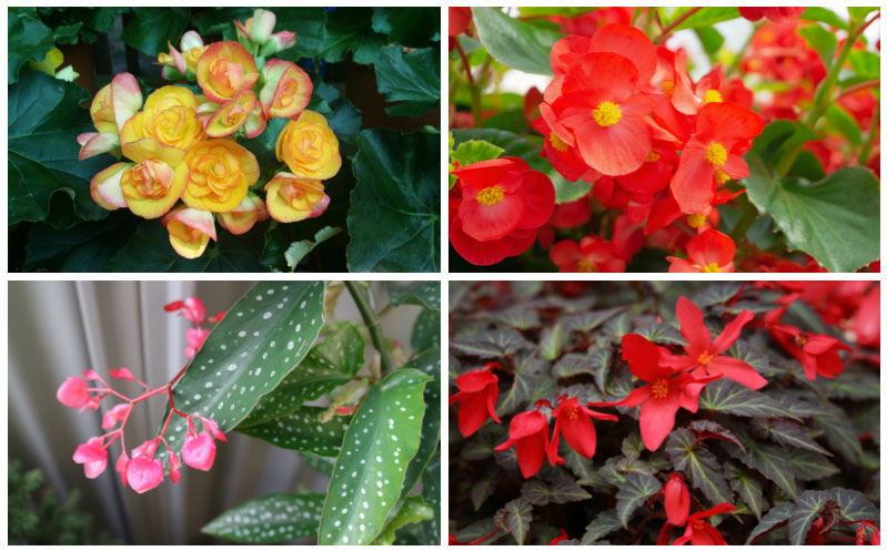 Different Begonia varieties